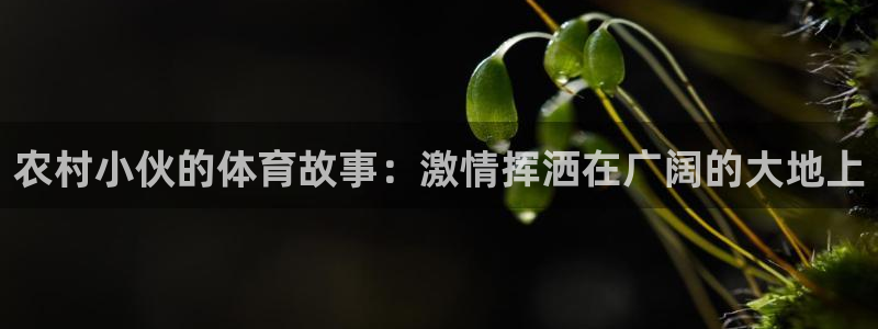 球速体育